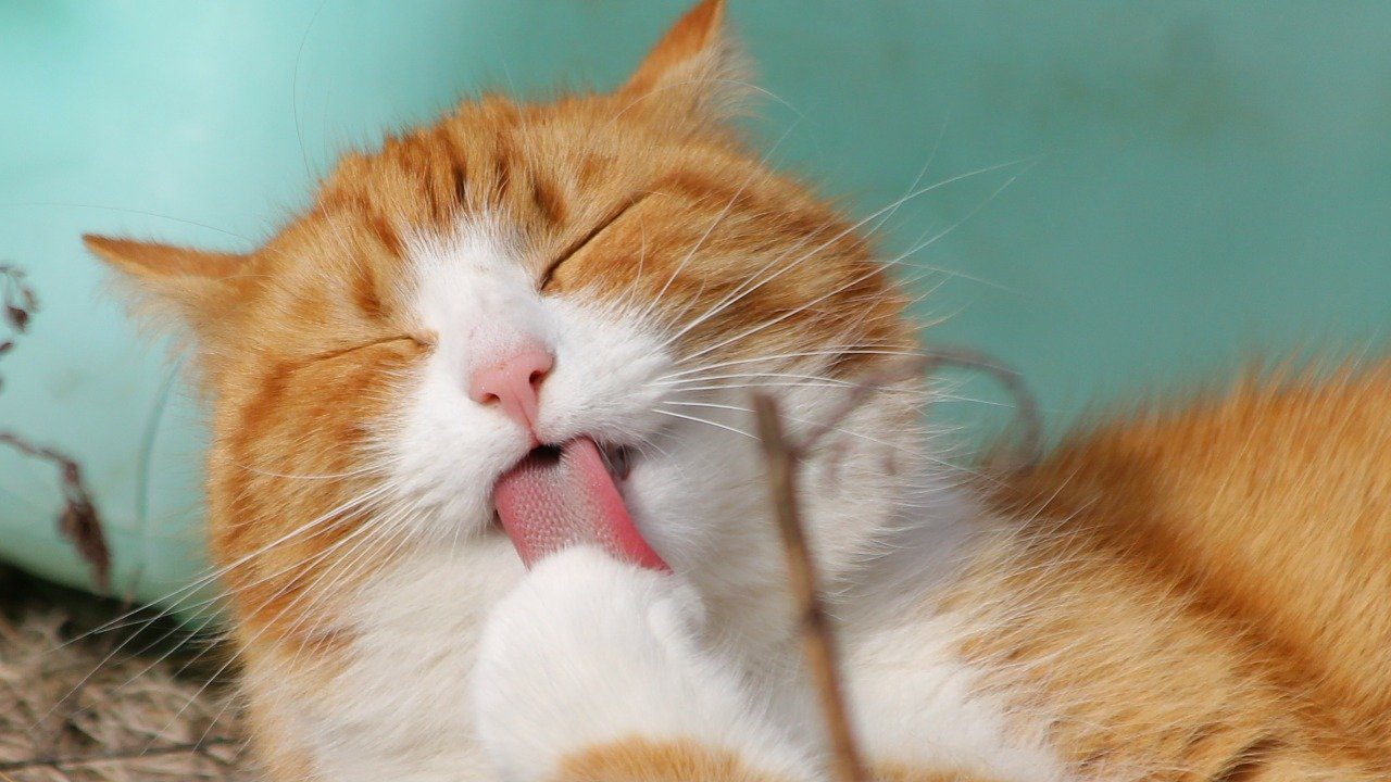 猫のトイレマットのおすすめ10選｜猫第一の厳選マットをご紹介！ | ペットナウ