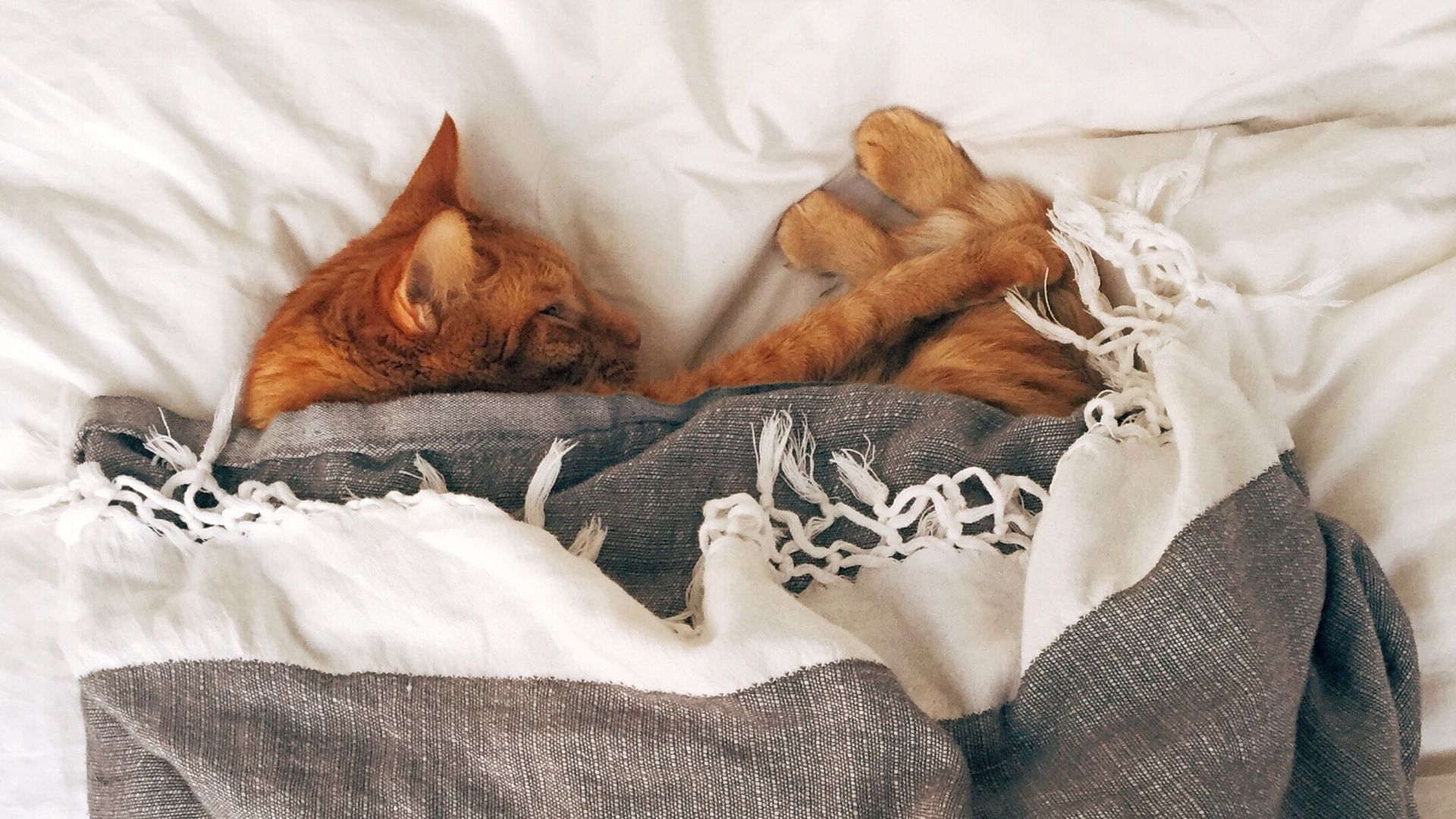 猫ベッドは習性と睡眠スタイルで選択