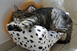 猫用ソファーベッド