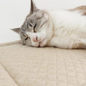 自然素材の猫ベッドはキルト座布団