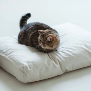 自然素材の猫ベッドはリネン素材スクエア