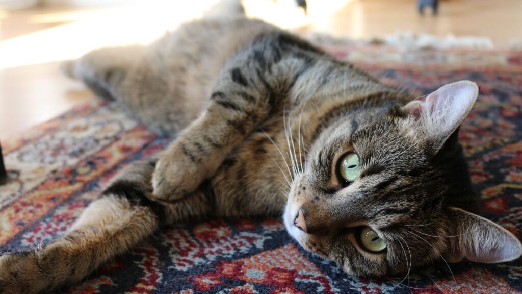 猫がカーペットをひっかくのを防ぐ方法