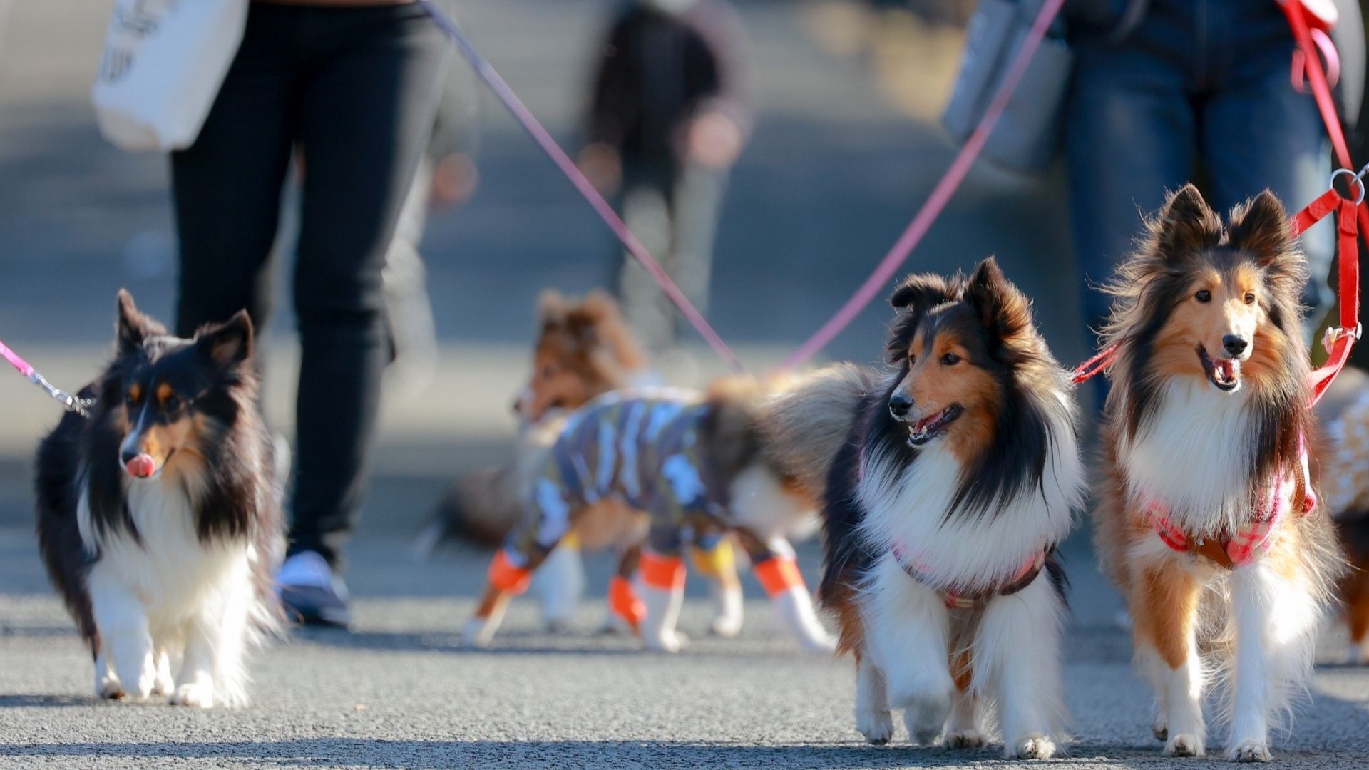 小型犬キャリーバッグはおしゃれにコーデ リュック トートおすすめ10選 ペットナウ