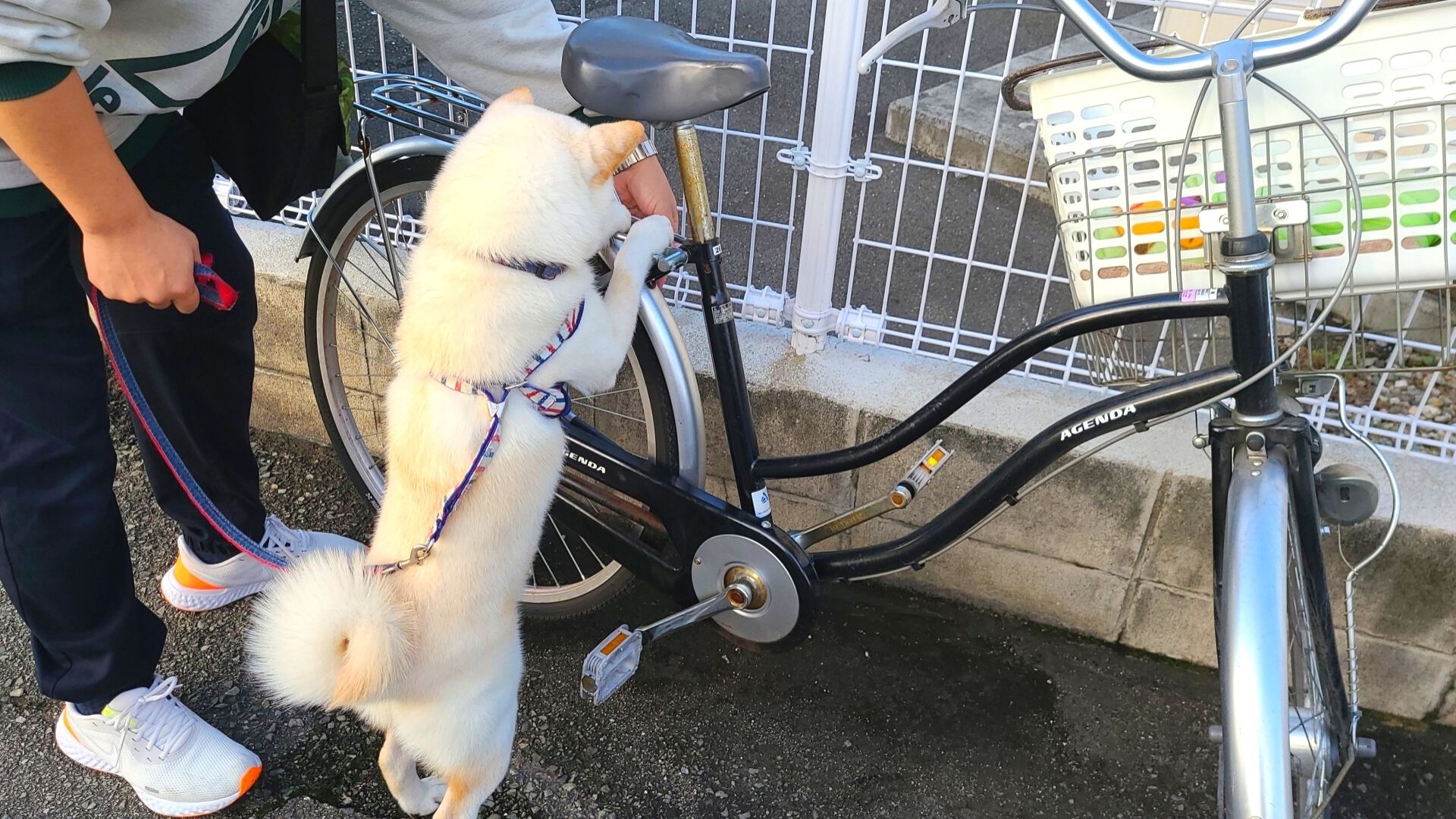 愛犬と自転車で外出