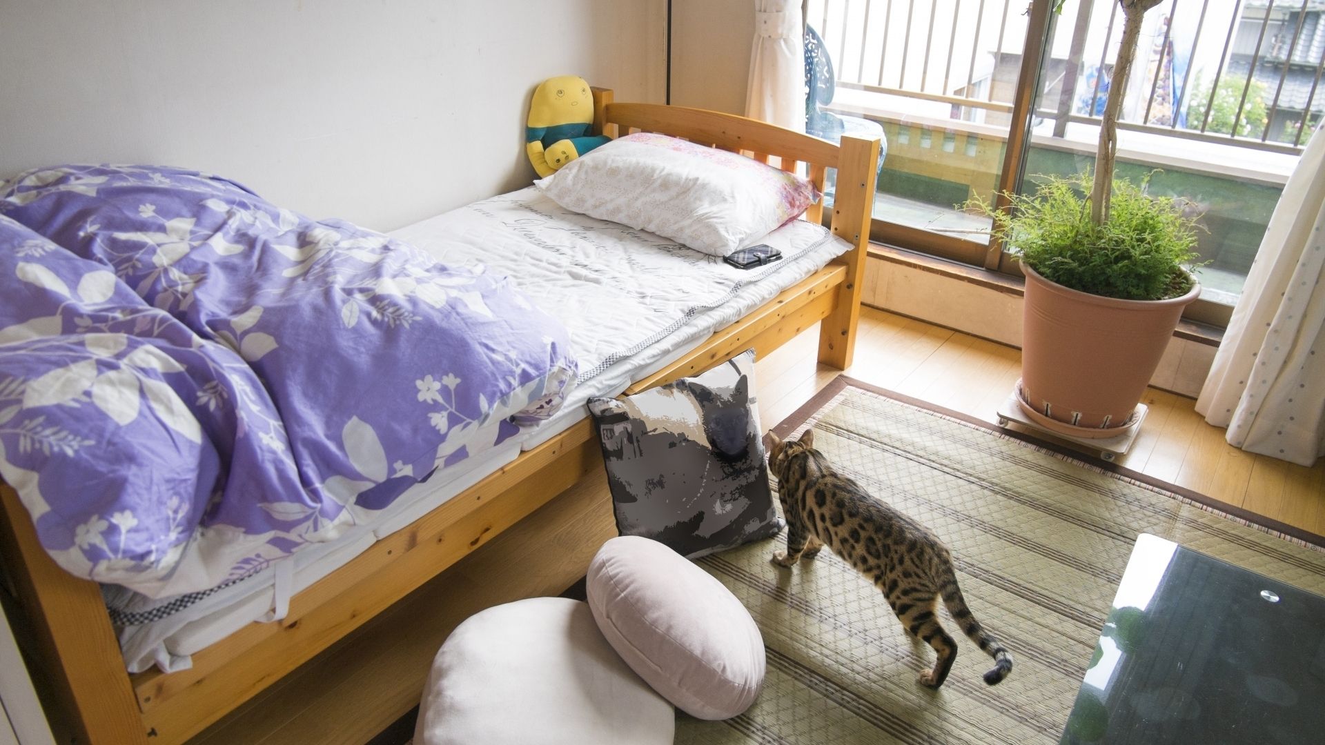 猫部屋のレイアウトを考えよう 一人暮らしでもできる猫のための部屋作り ペットナウ