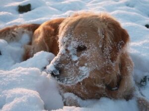 冬に外で遊ぶときの犬の寒さ対策