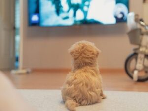犬留守番の退屈しのぎにテレビ活用