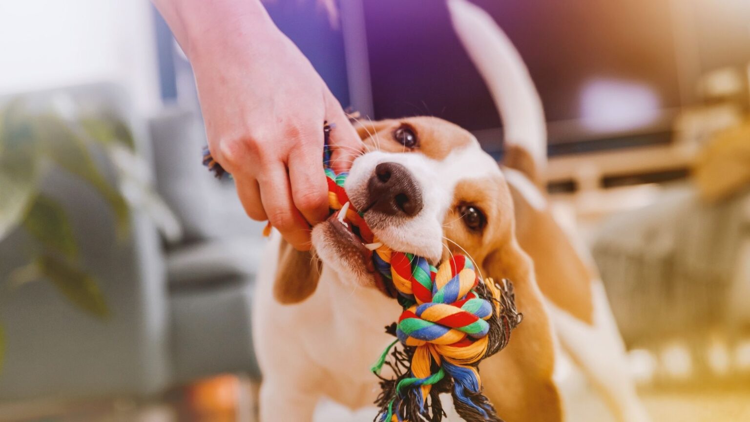 アレルギーを持つ人にとって最悪の犬種トップ10