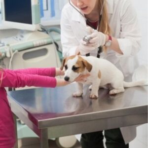 犬を飼ったらいざという時は近くの動物病院が便利
