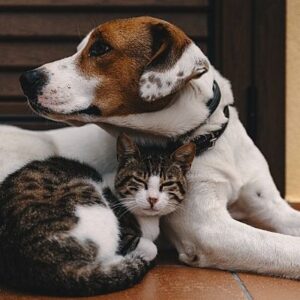 一人暮らしで猫や犬を飼う責任は重大