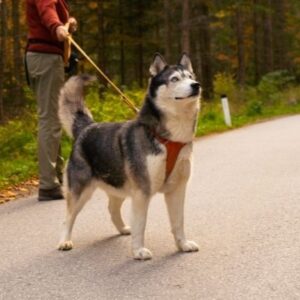 使役犬の代表ハスキー犬。十分な運動量を確保して健康体をキープ！