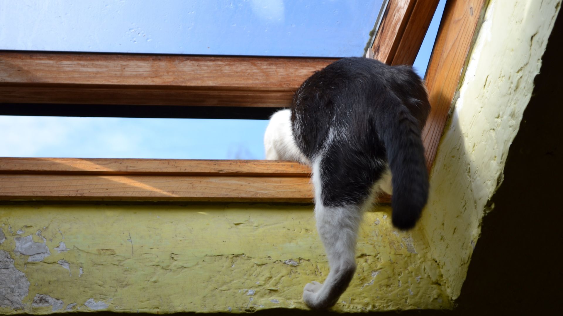 天窓から猫脱走