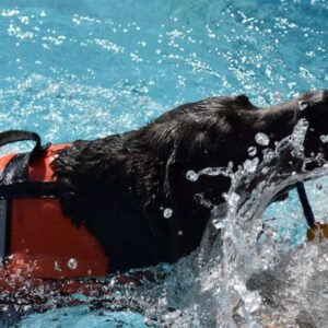ハーネスを付けてプールで泳ぐ老犬