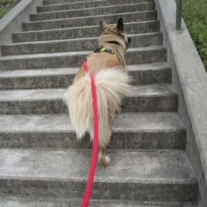 老犬の後ろ足トレーニングに取り入れたい階段散歩コース