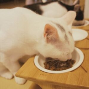 猫 多頭飼い 食事 も 各自の 猫皿 で 早食い防止