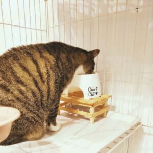 ケージで食事する猫