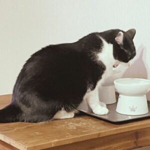 猫 一気食い 防止 姿勢 食器
