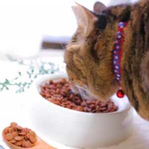 出された食事は全部平らげる猫。食事のグラム数は給餌方法で確認！