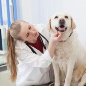 獣医師さんによる犬の口の中の健康状態チェック