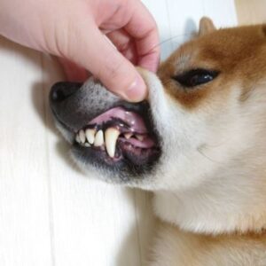 犬の歯と歯茎の健康チェック