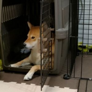 ブラウンのハードタイプクレートでリラックスする柴犬。ハウスとして、ペットキャリーとして使用可能なクレートは多方面で活躍