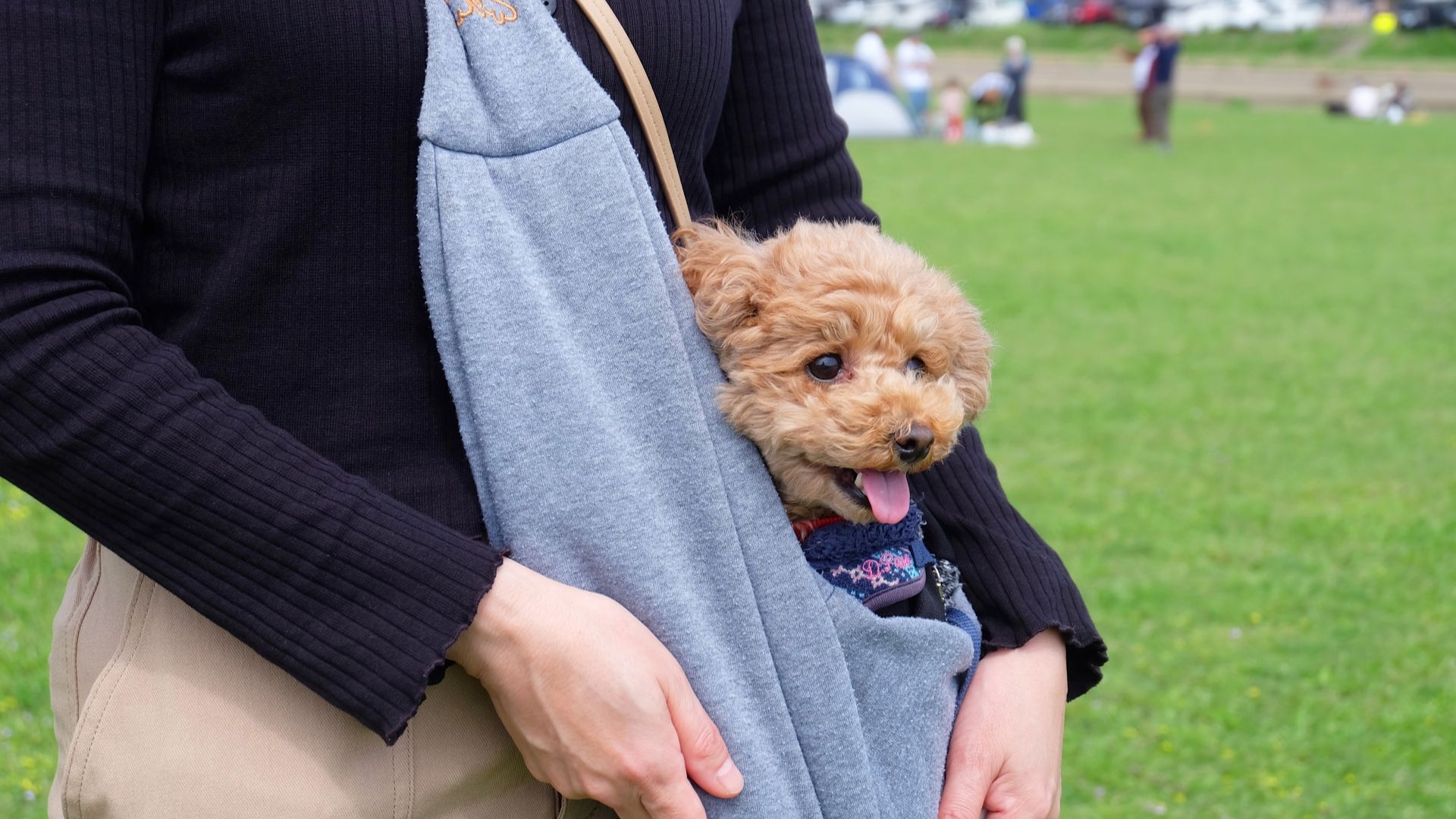 犬用スリングで小型犬を抱っこしている様子