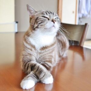 テーブルの上でにおいを嗅ぐ猫。